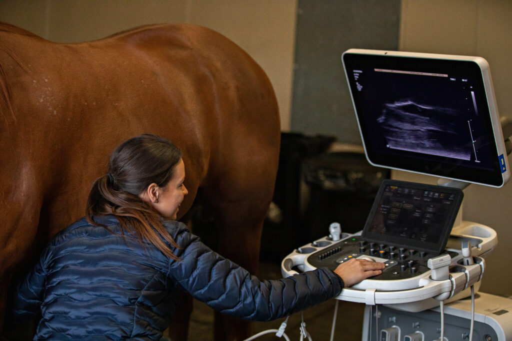 Equine Ultrasound Exam on brown horse