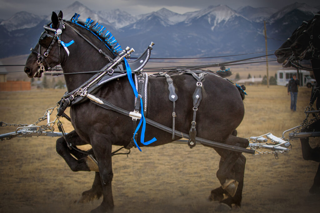 Percheron Horse team pulling a carriage