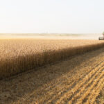 Harvester at work in sun