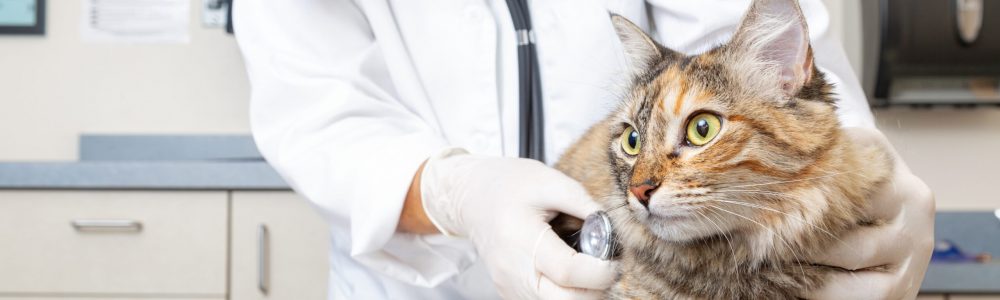 cat at vet with woman veterinarian