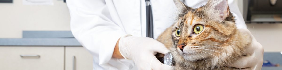 Cat on Exam Table With Veterinarian cat at vet with woman veterinarian